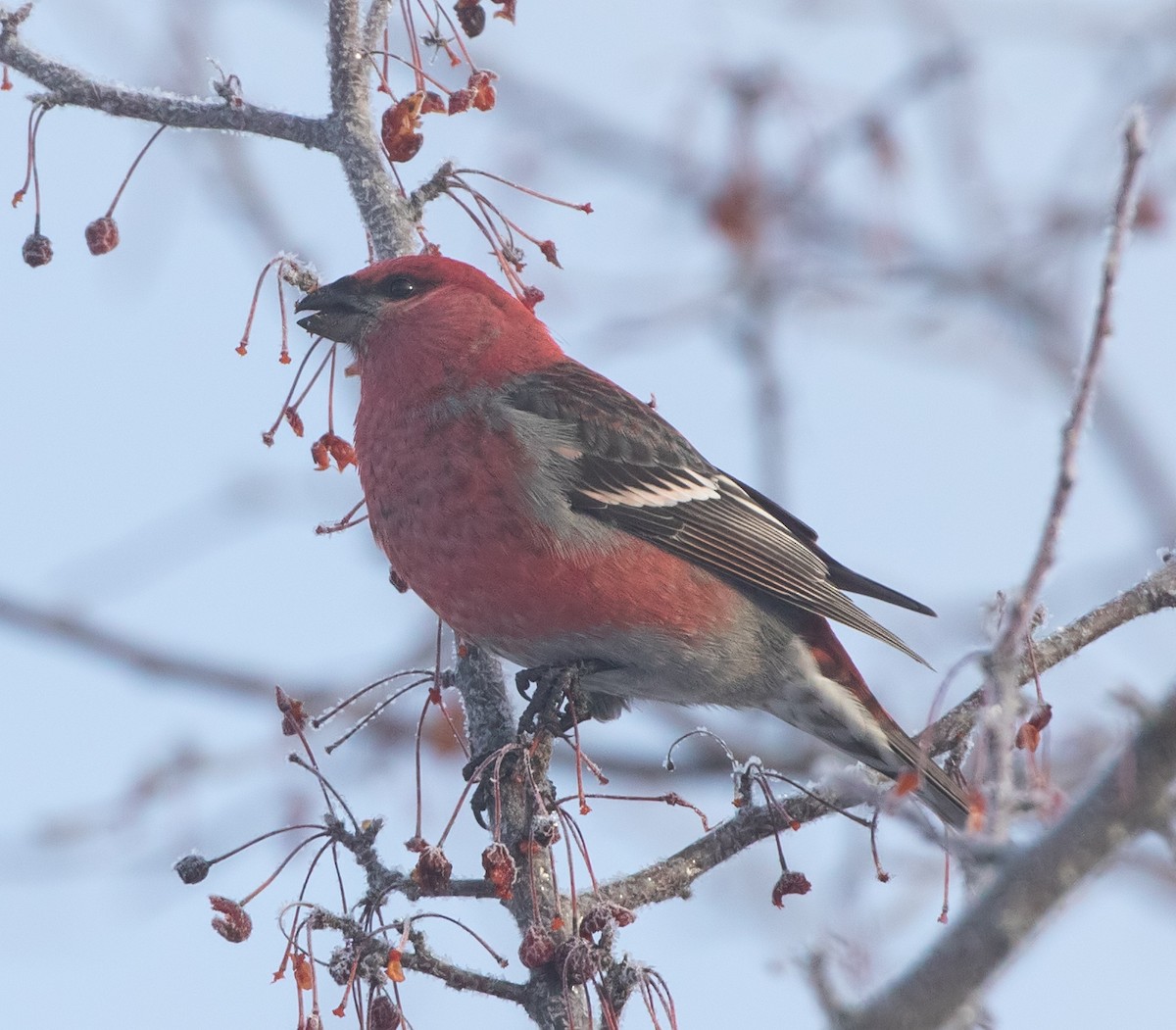 Tayga Çütresi - ML646819484