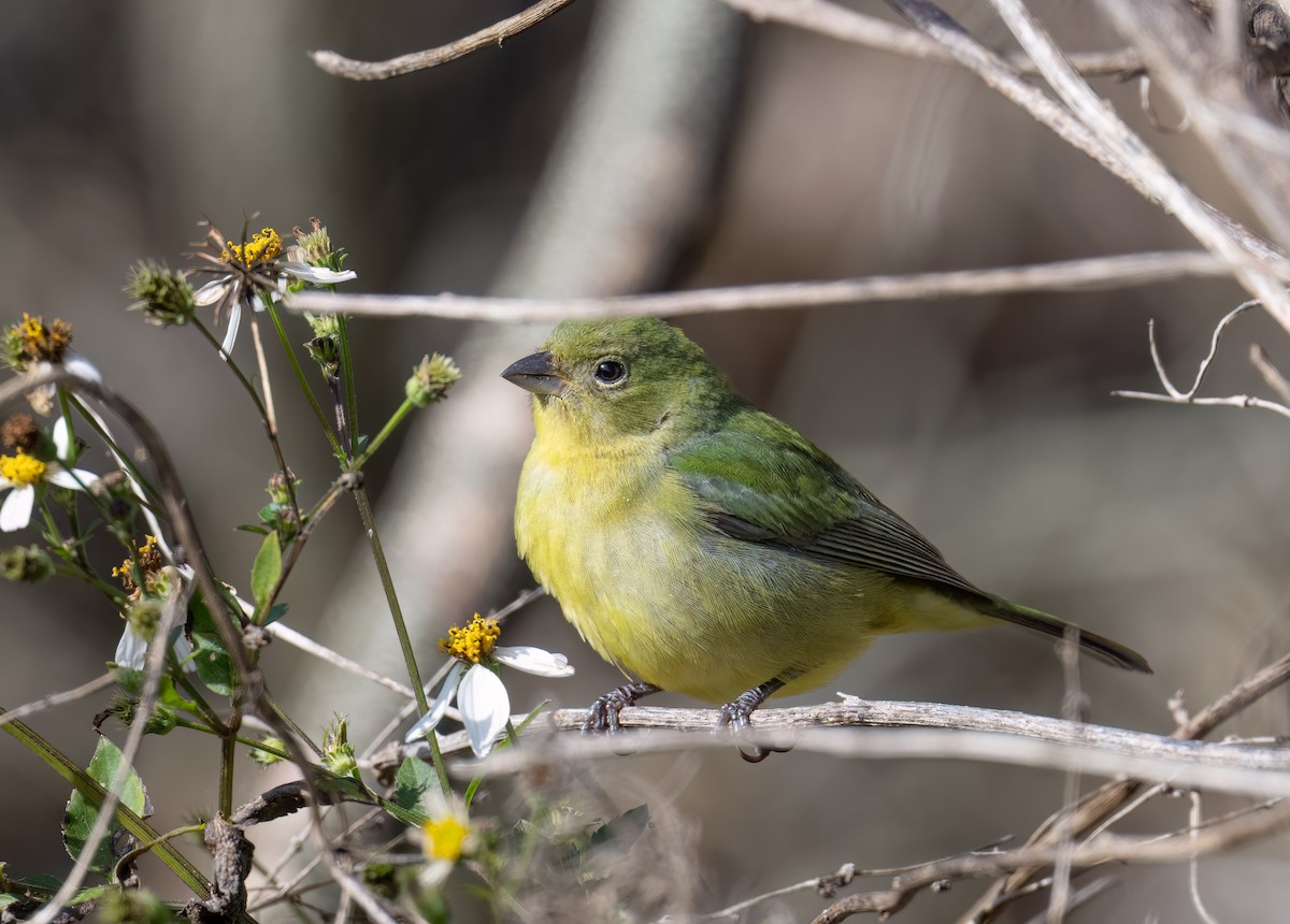 Painted Bunting - ML646819485
