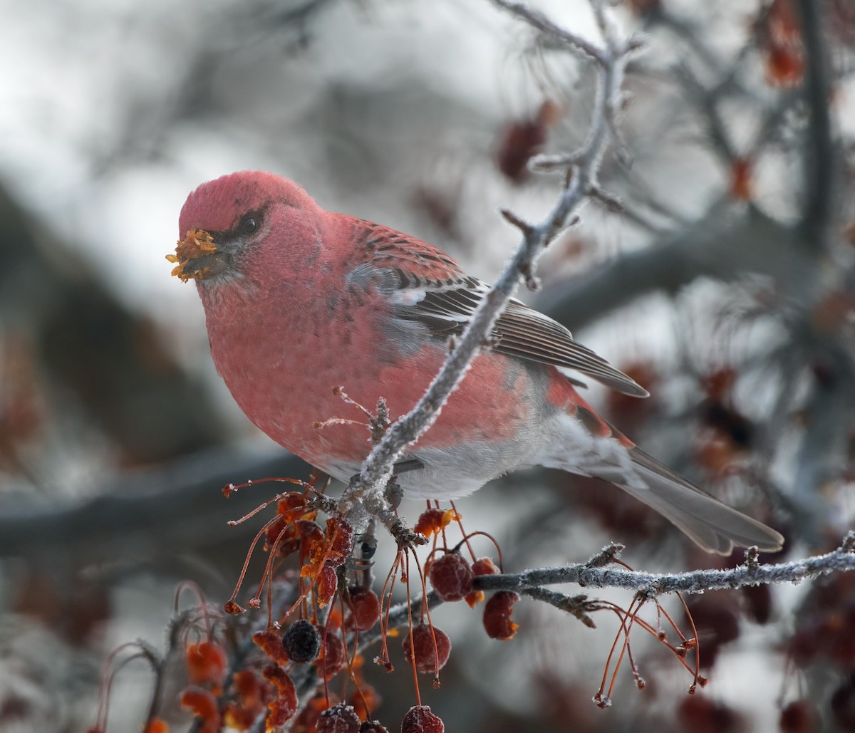 Tayga Çütresi - ML646819486