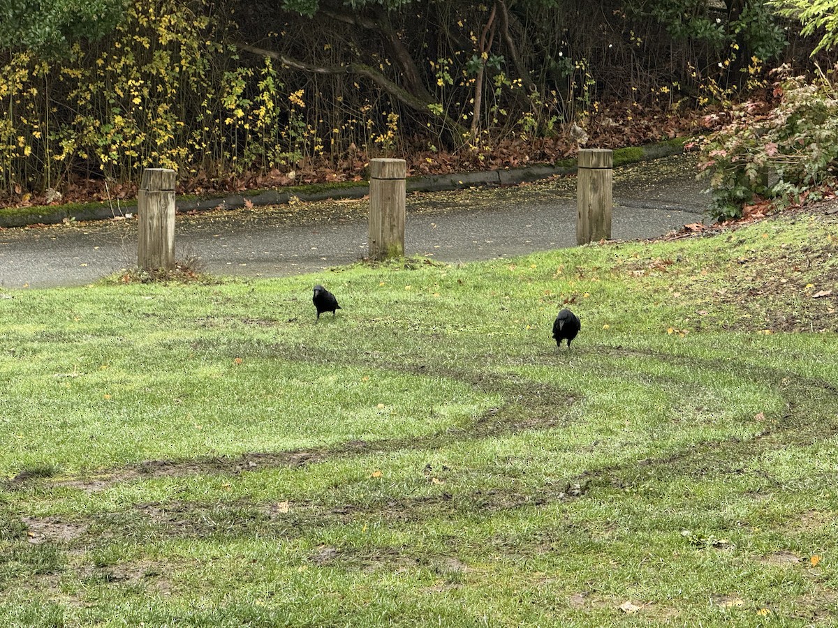 American Crow - ML646819489