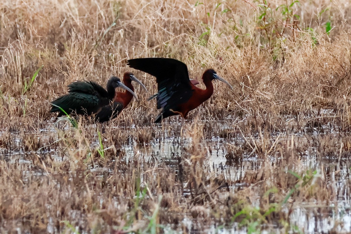 bronseibis - ML646819493