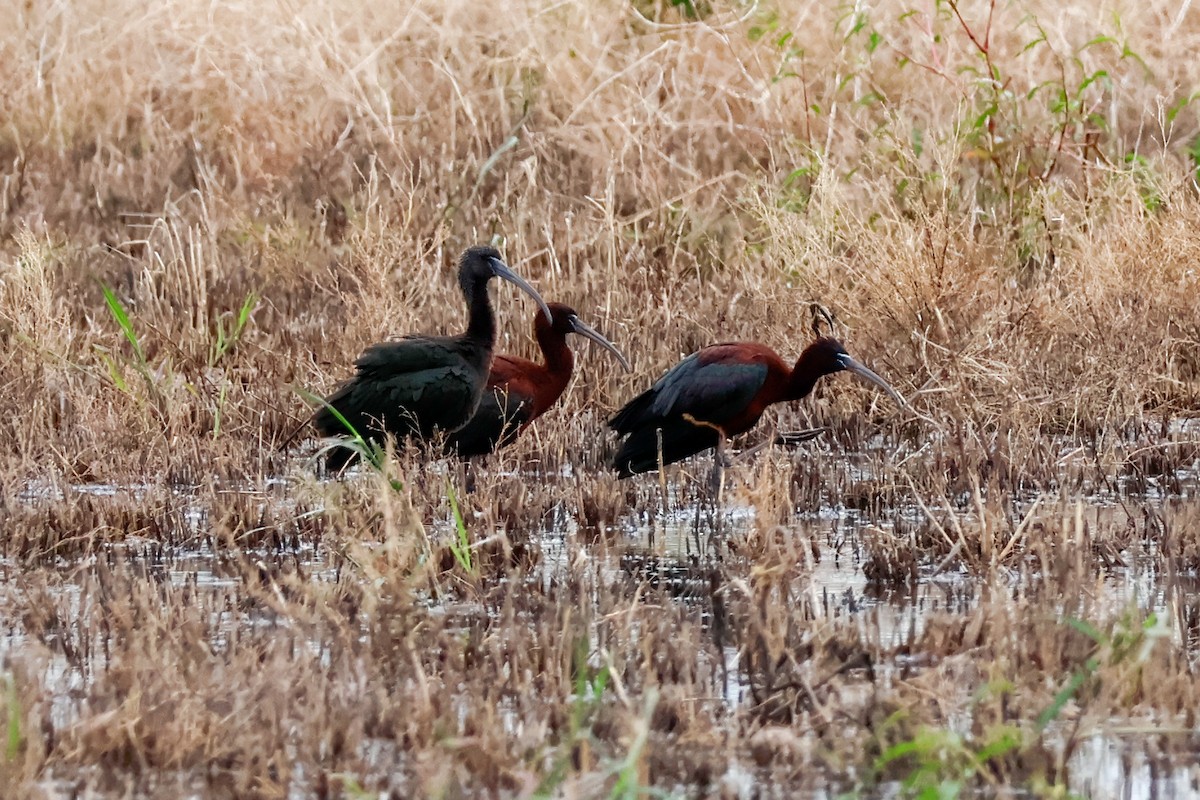 bronseibis - ML646819494