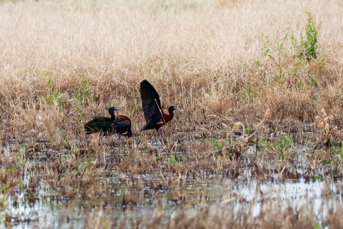 bronseibis - ML646819495