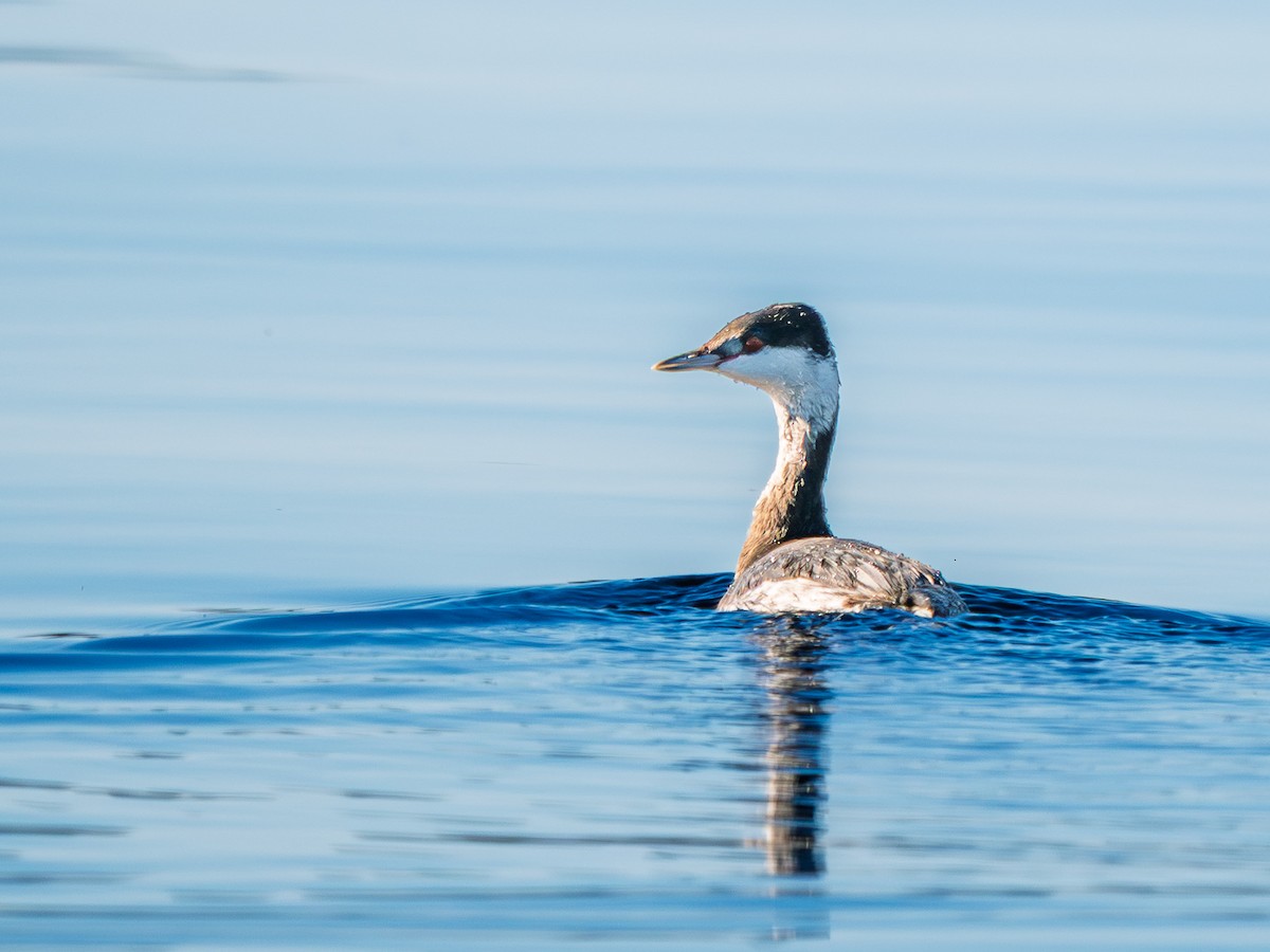 potápka žlutorohá - ML646819498