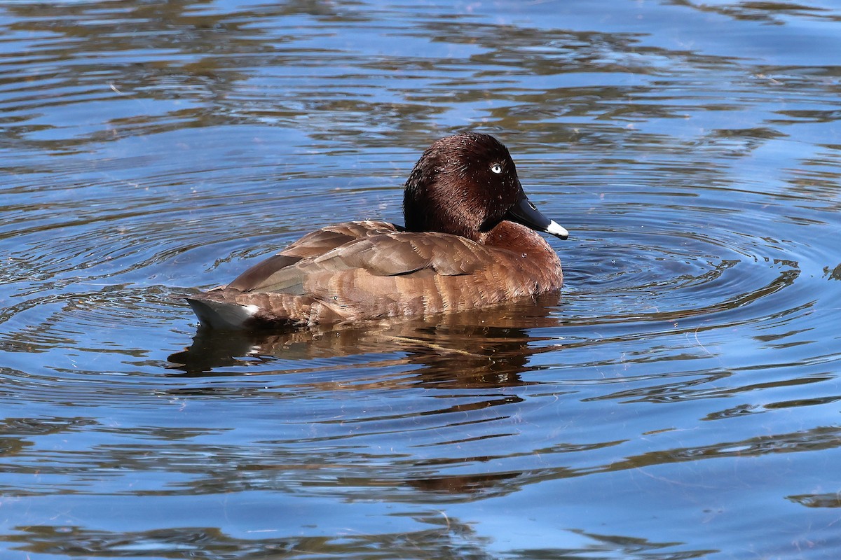 Hardhead - ML646819502