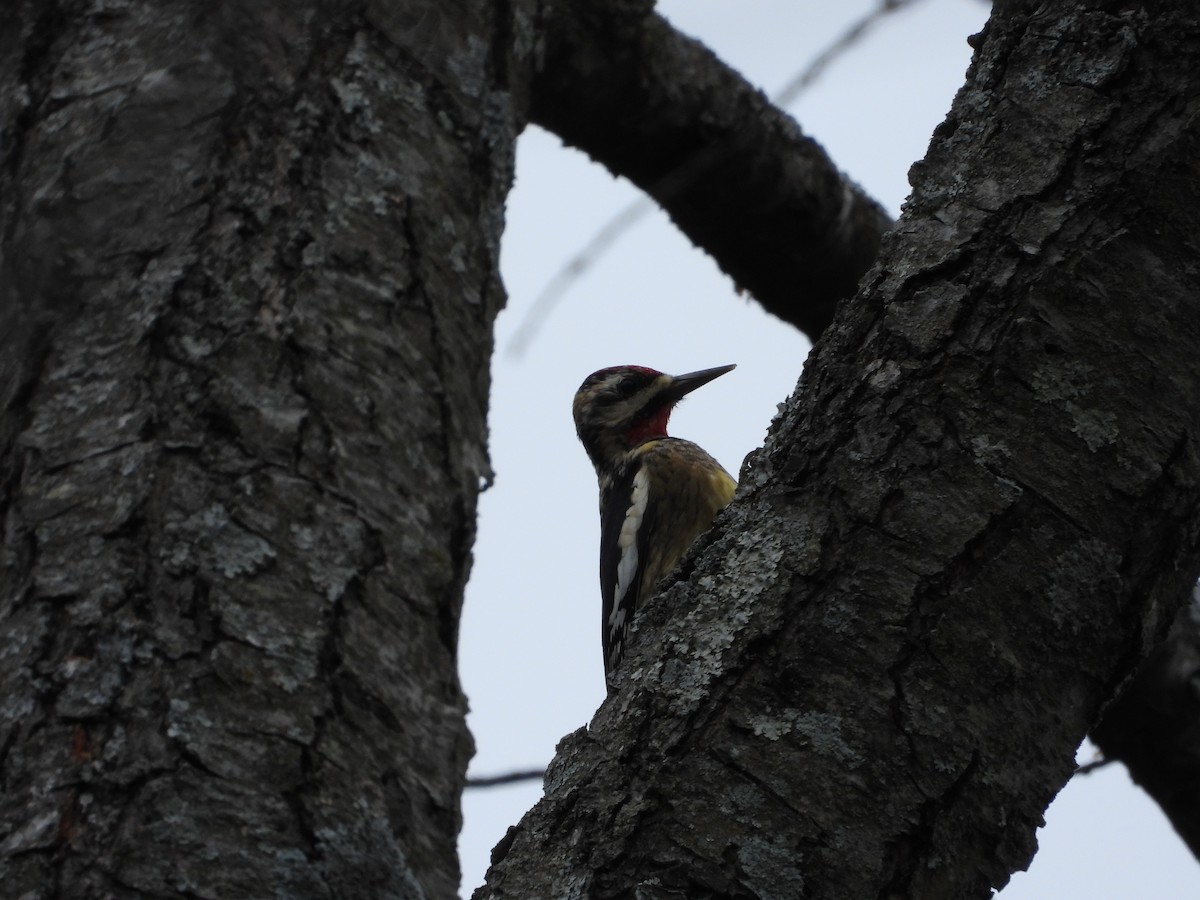 Gelbbauch-Saftlecker - ML646819520