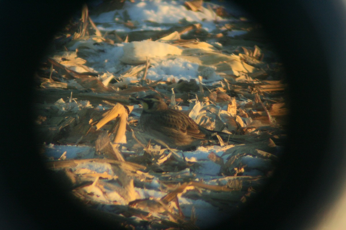 Horned Lark - ML646819522