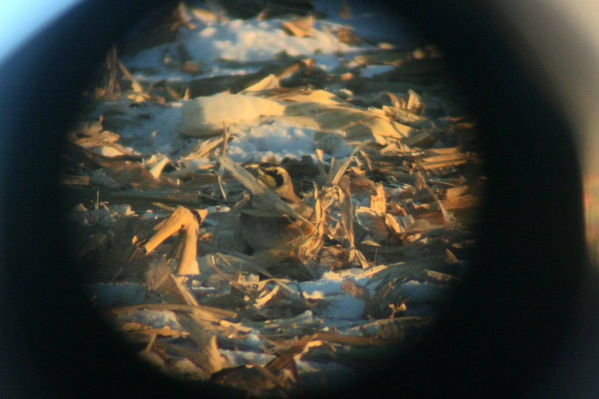 Horned Lark - ML646819523