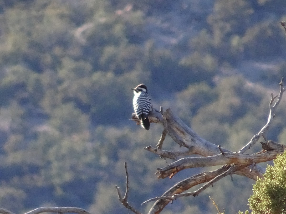 Ladder-backed Woodpecker - ML646819524