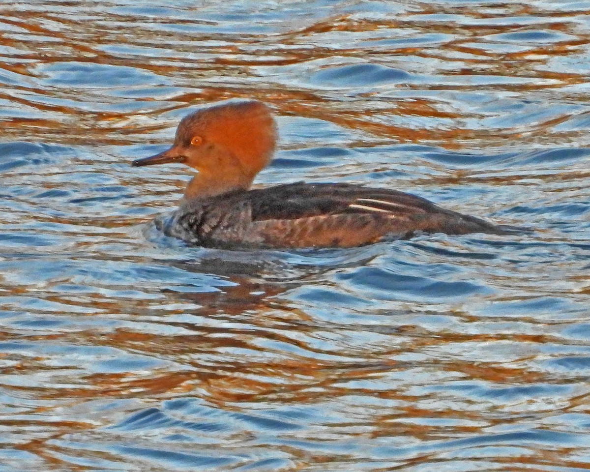 Hooded Merganser - ML646819525