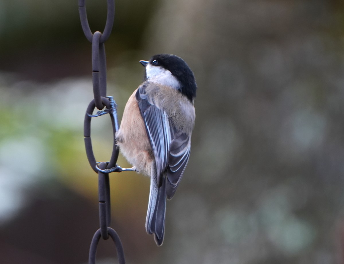 Black-capped Chickadee - ML646819526