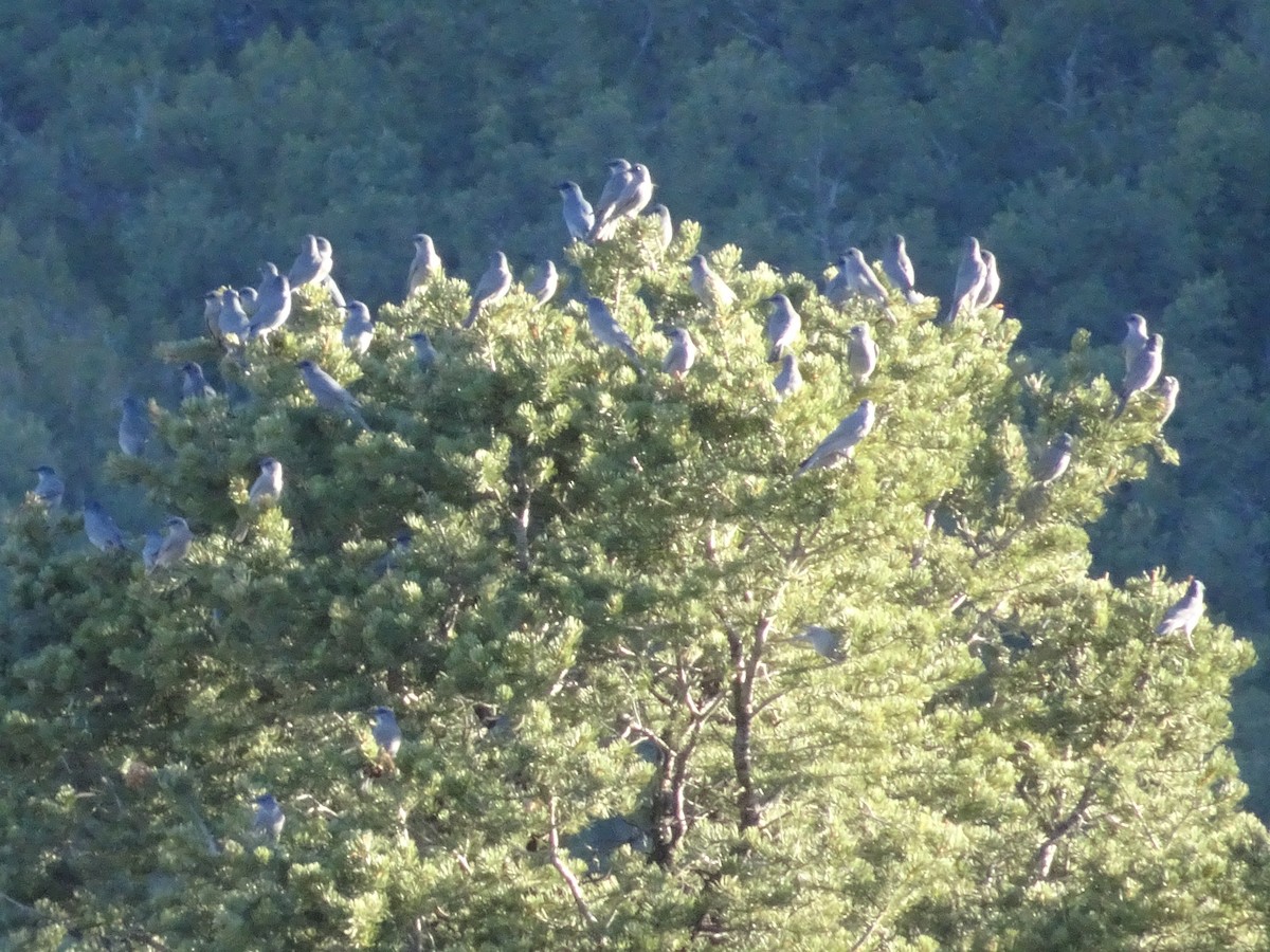 Pinyon Jay - ML646819530