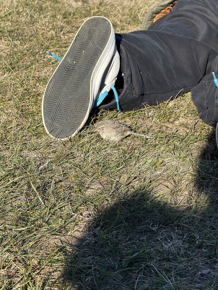 Bruant de Cassin - ML646819534