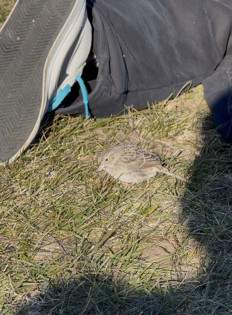 Bruant de Cassin - ML646819535