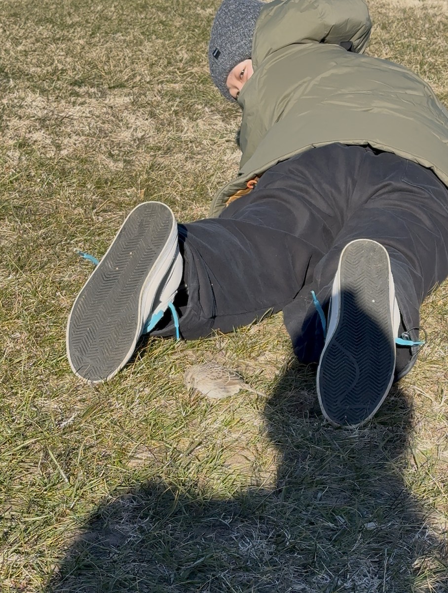 Bruant de Cassin - ML646819536