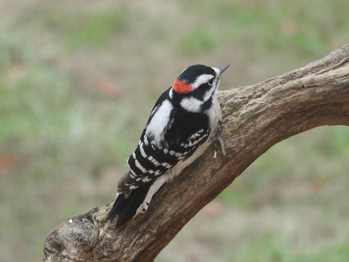 Downy Woodpecker - ML646819538