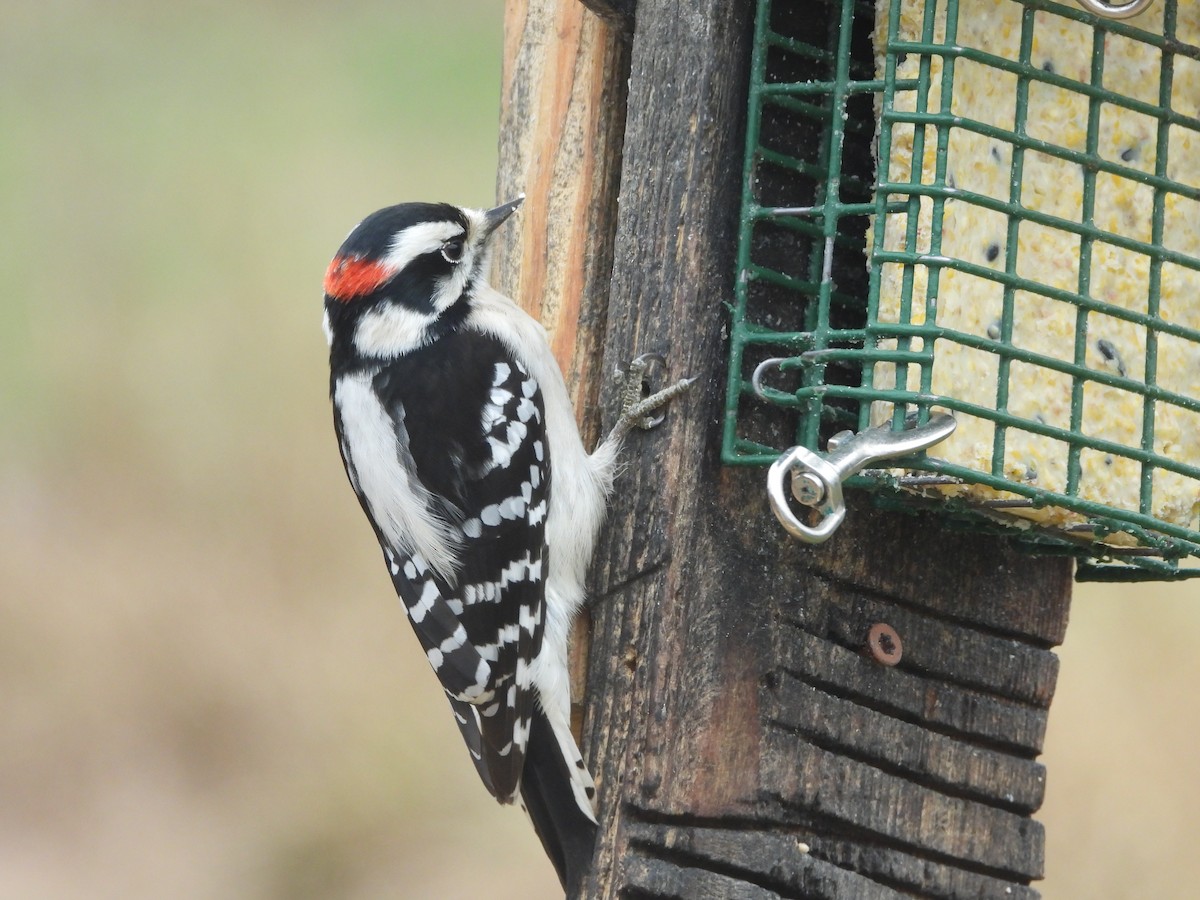 Downy Woodpecker - ML646819540