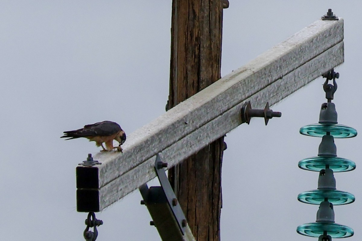 eukalyptusfalk - ML646819546