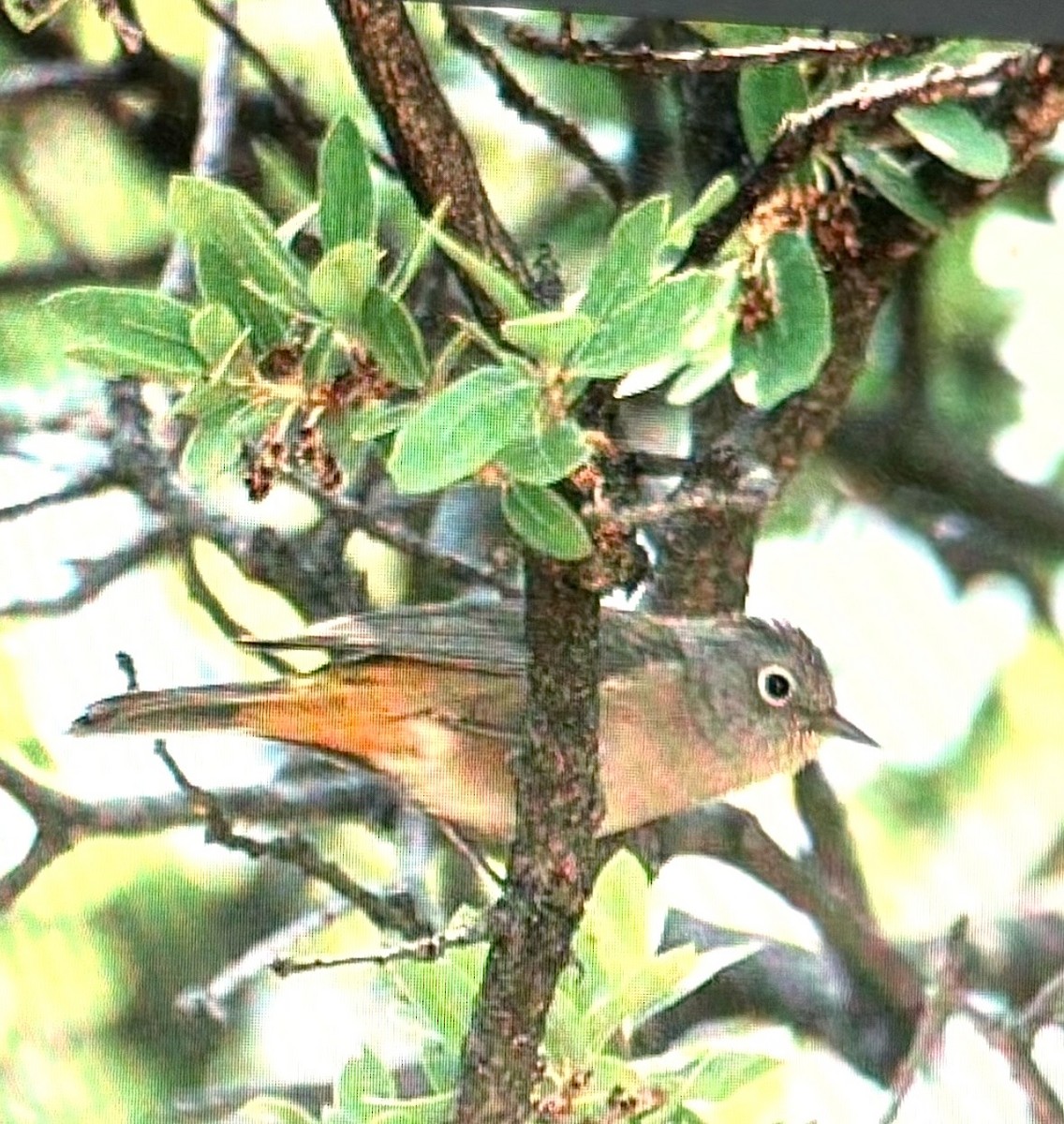 Colima Warbler - ML646819547