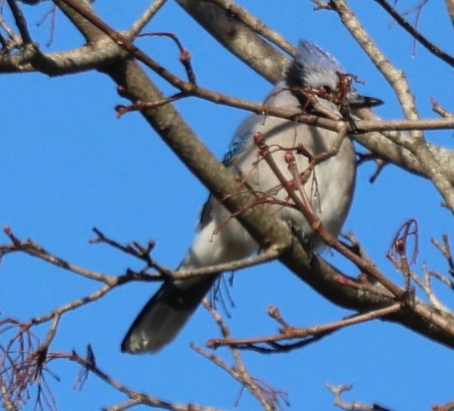 Сизойка блакитна - ML646819554