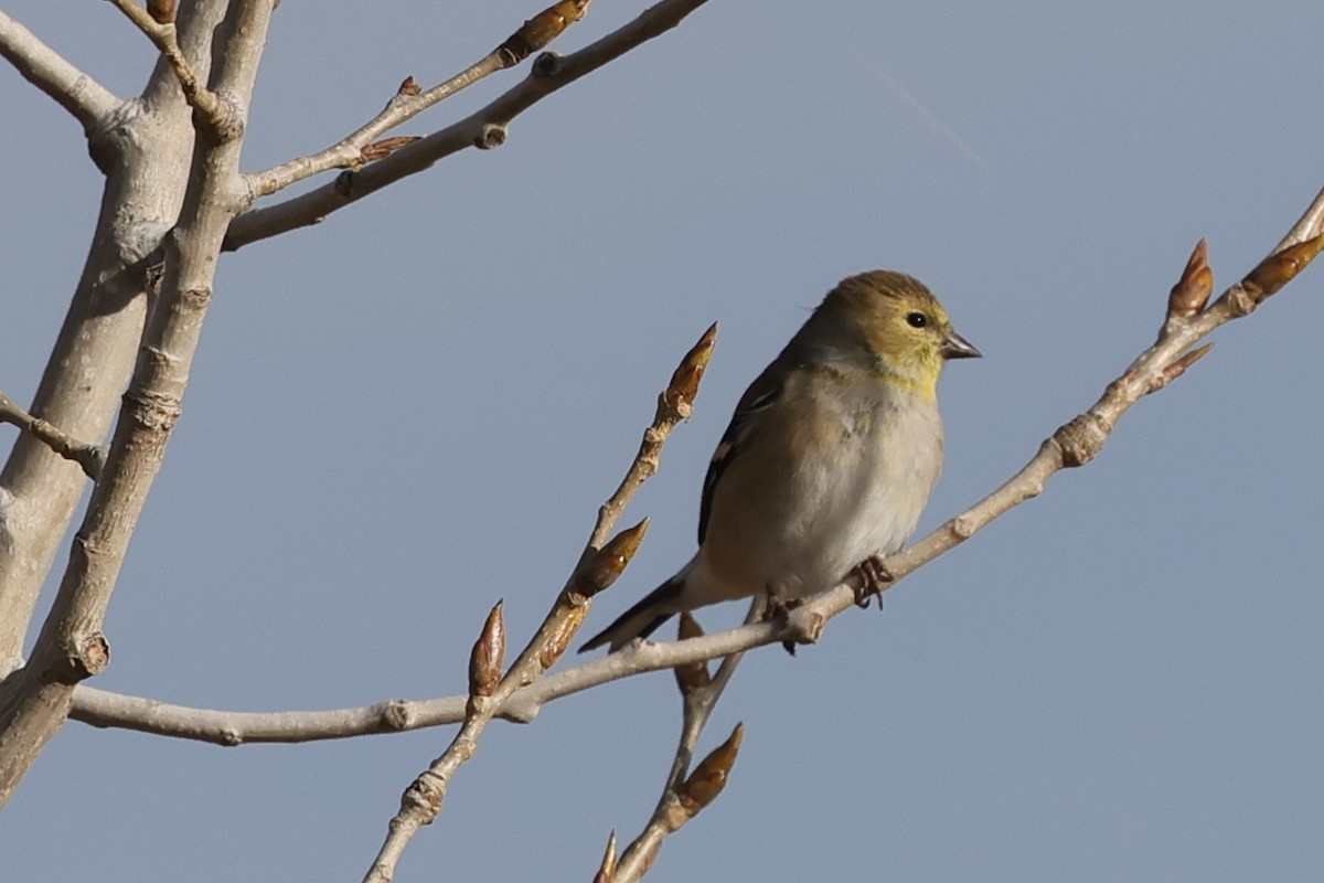 American Goldfinch - ML646819559