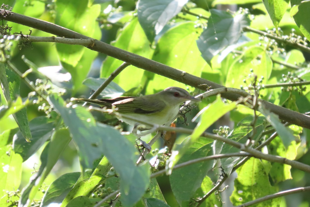 Yellow-green Vireo - ML646819561