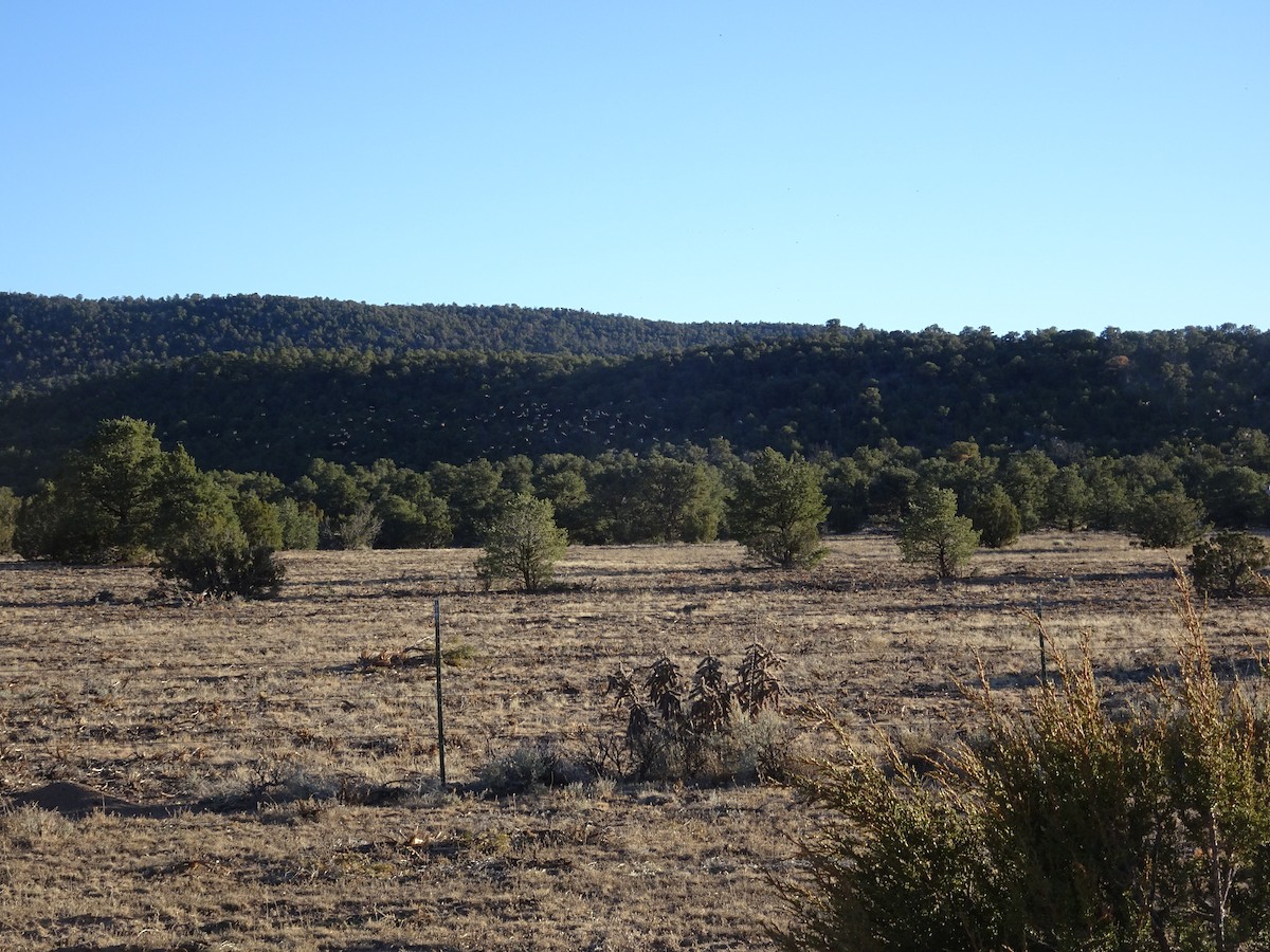Pinyon Jay - ML646819564