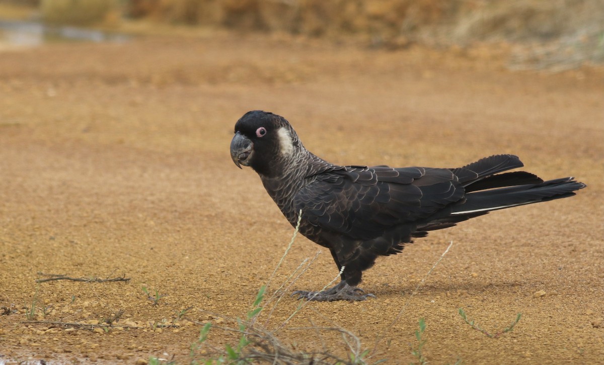 Baudin's Black-Cockatoo - ML646819566