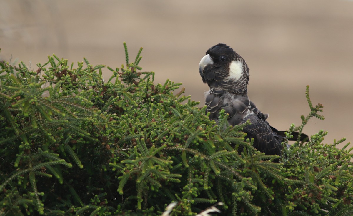 Baudin's Black-Cockatoo - ML646819567