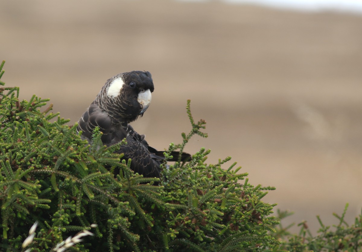 Baudin's Black-Cockatoo - ML646819568