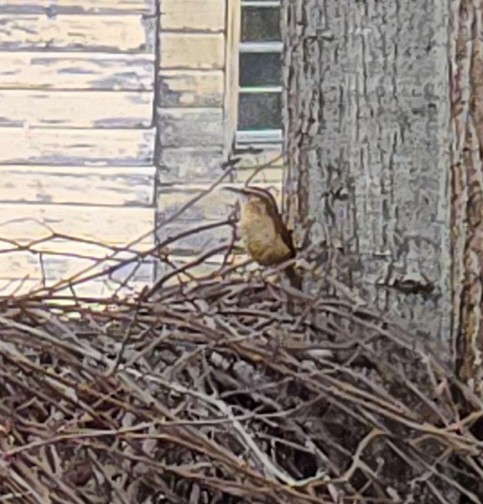 Carolinazaunkönig - ML646819575