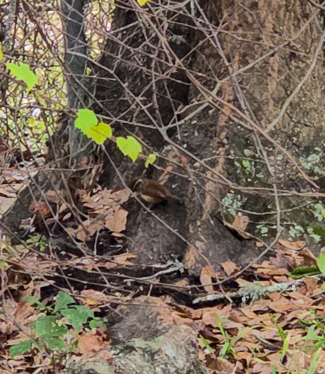 Carolinazaunkönig - ML646819576