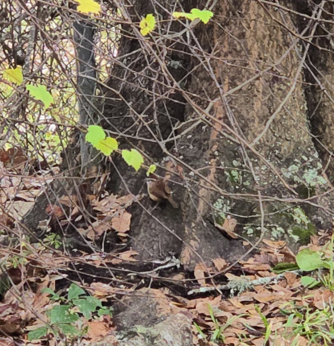 Carolinazaunkönig - ML646819577