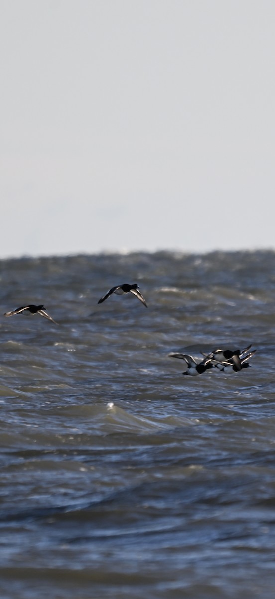 Тэнгисийн шумбуур - ML646819579