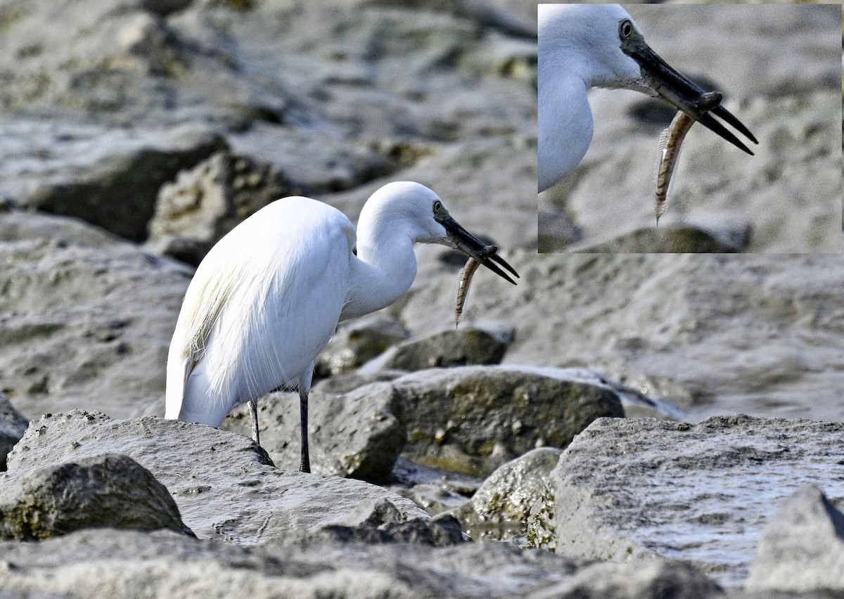 Küçük Ak Balıkçıl - ML646819581