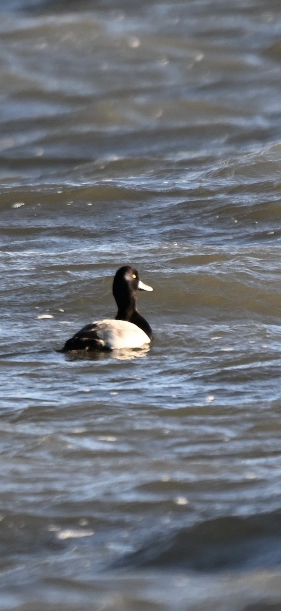 Тэнгисийн шумбуур - ML646819582