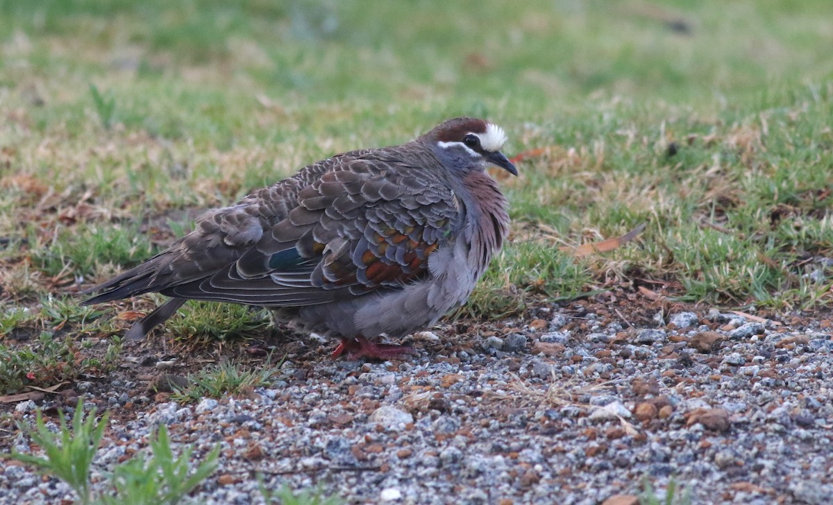 Common Bronzewing - ML646819583
