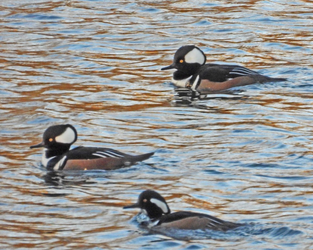 Капюшоновый крохаль - ML646819593