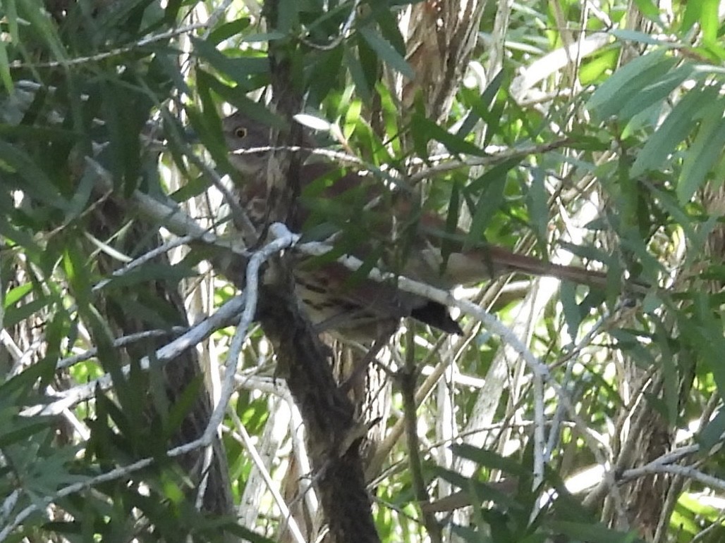 Brown Thrasher - ML646819594