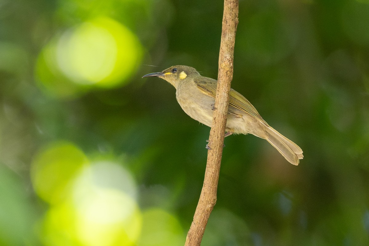 Cryptic Honeyeater - ML646819595