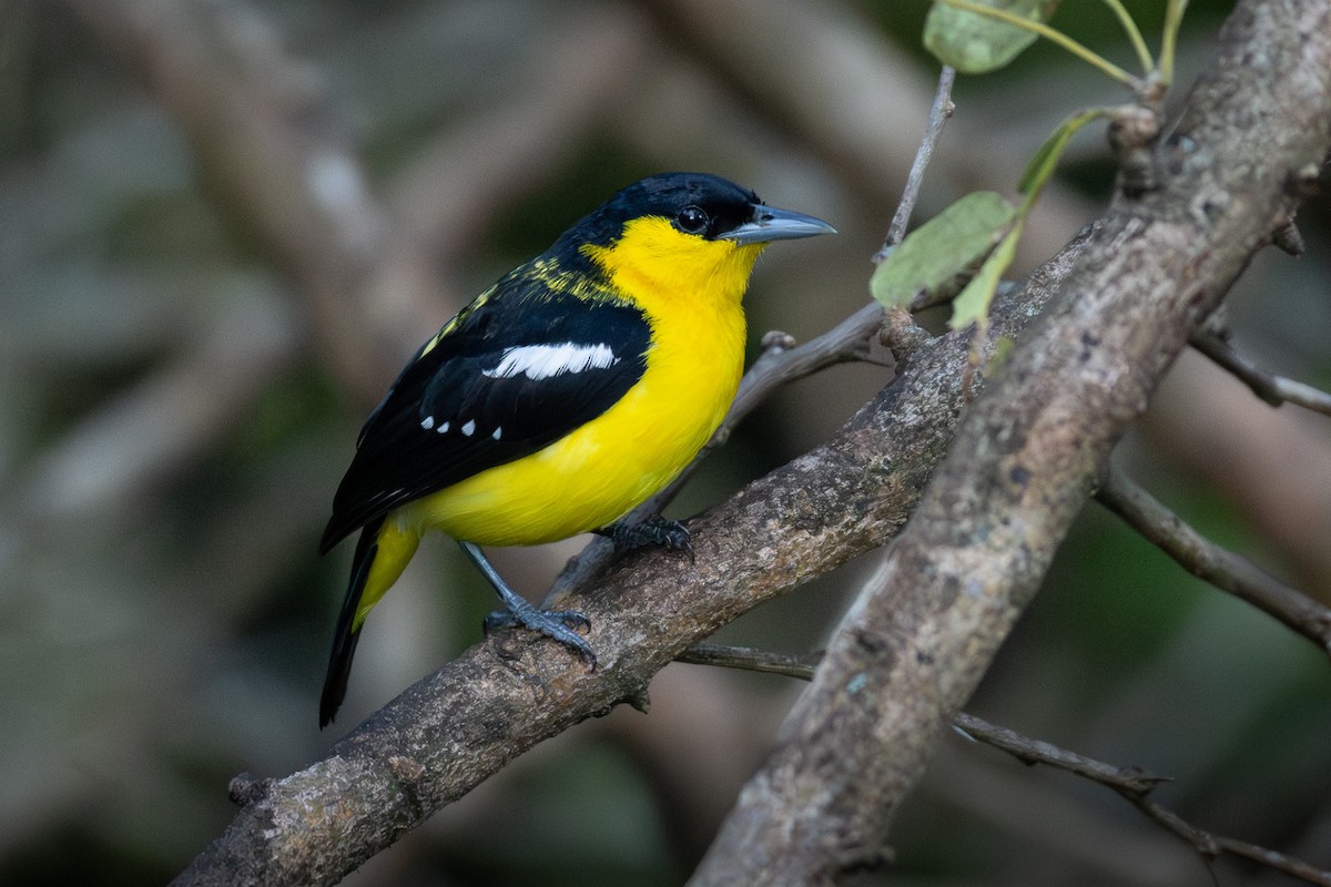 Common Iora - ML646819596