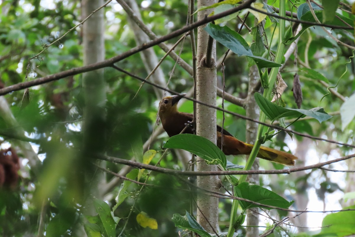 Russet-backed Oropendola - ML646819597