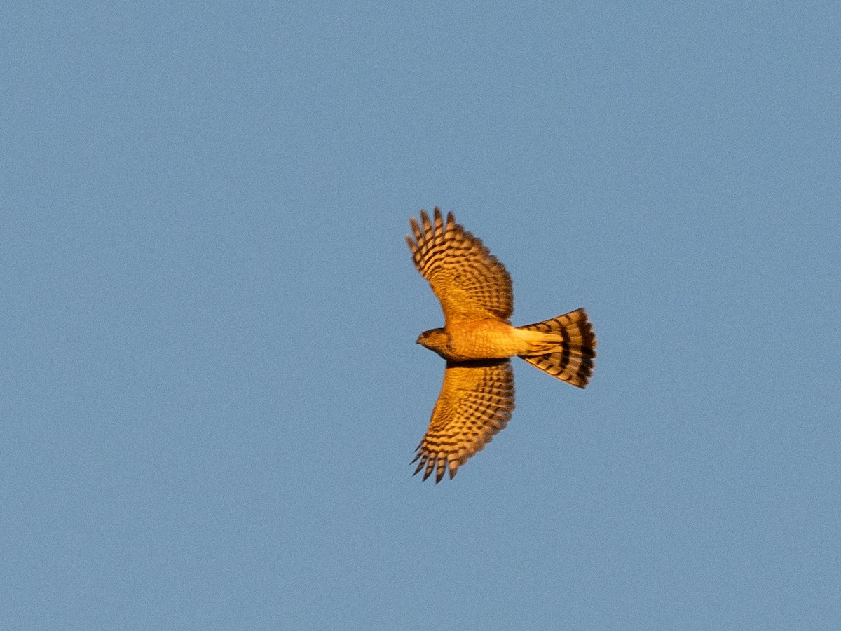 krahujec americký - ML646819599