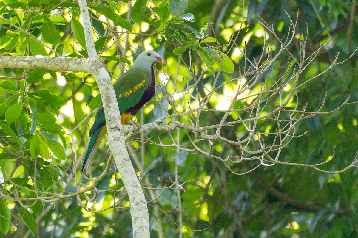 Tilopo Magnífico - ML646819600