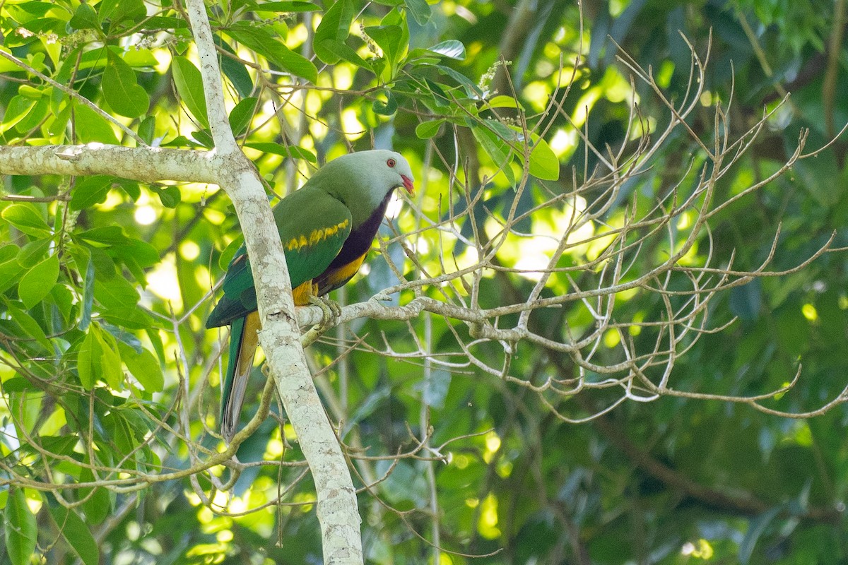 Tilopo Magnífico - ML646819601