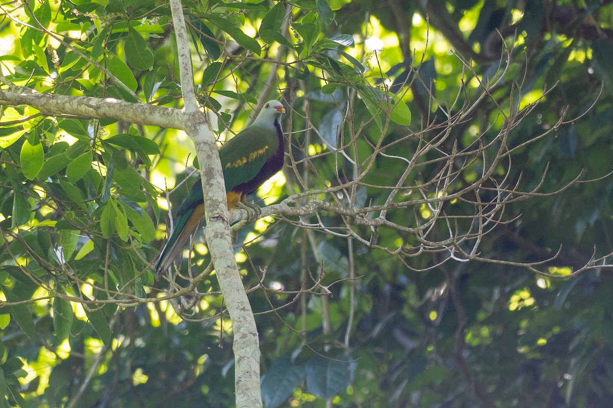 Tilopo Magnífico - ML646819602