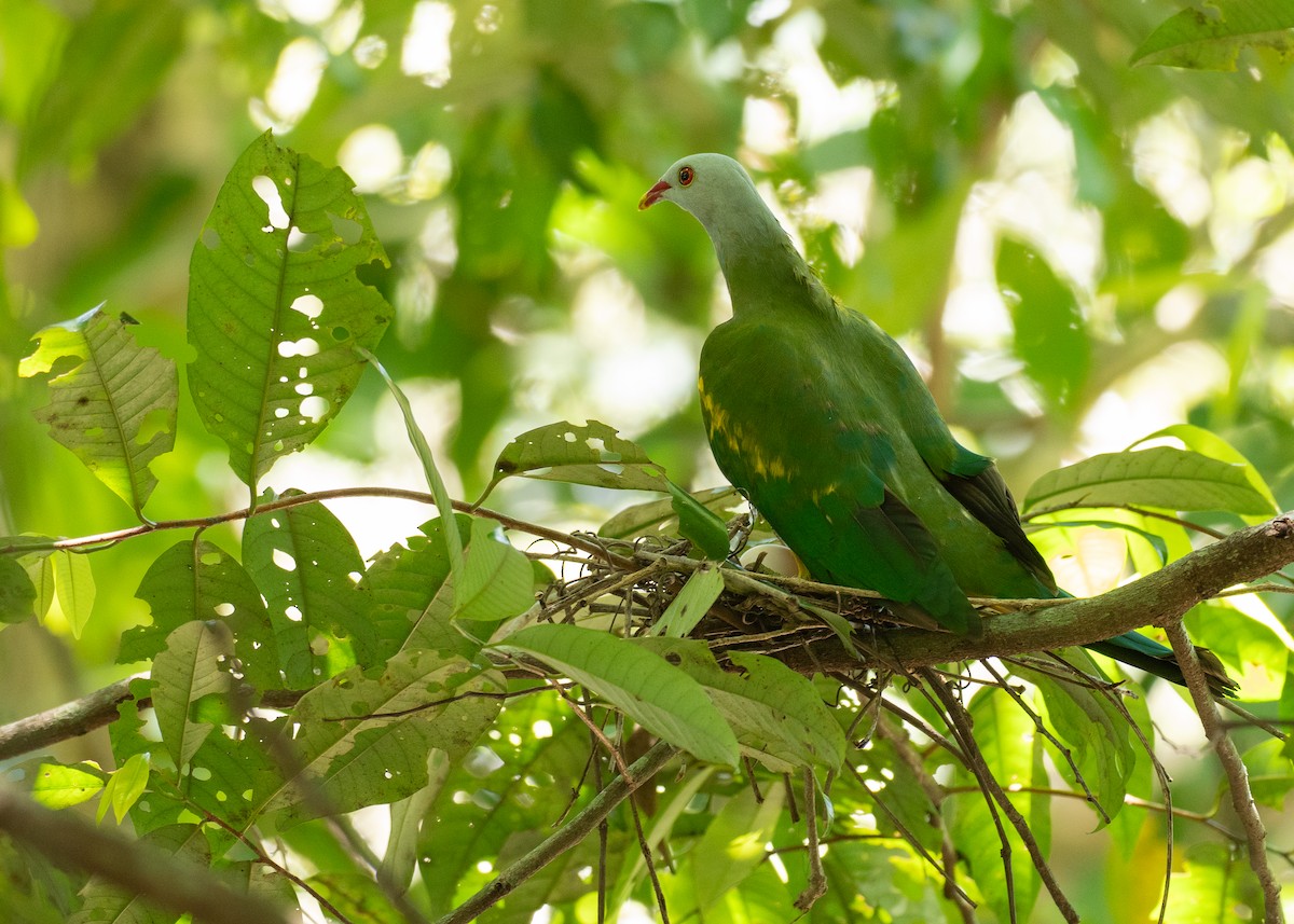 Tilopo Magnífico - ML646819603