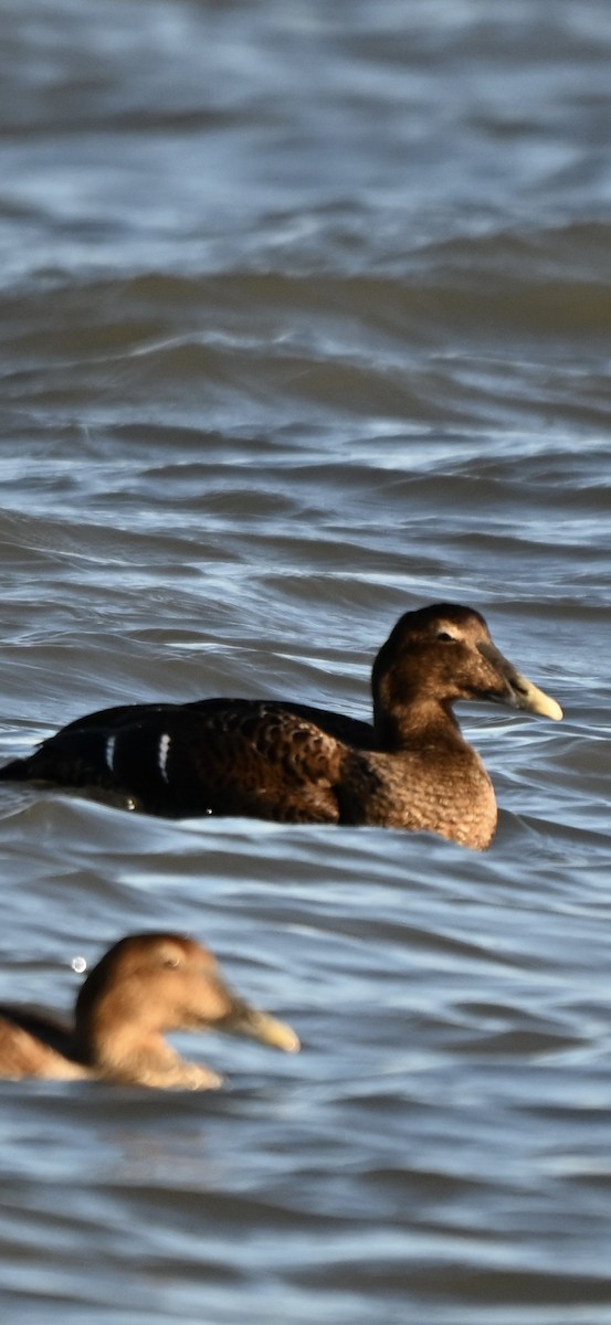 Common Eider - ML646819604