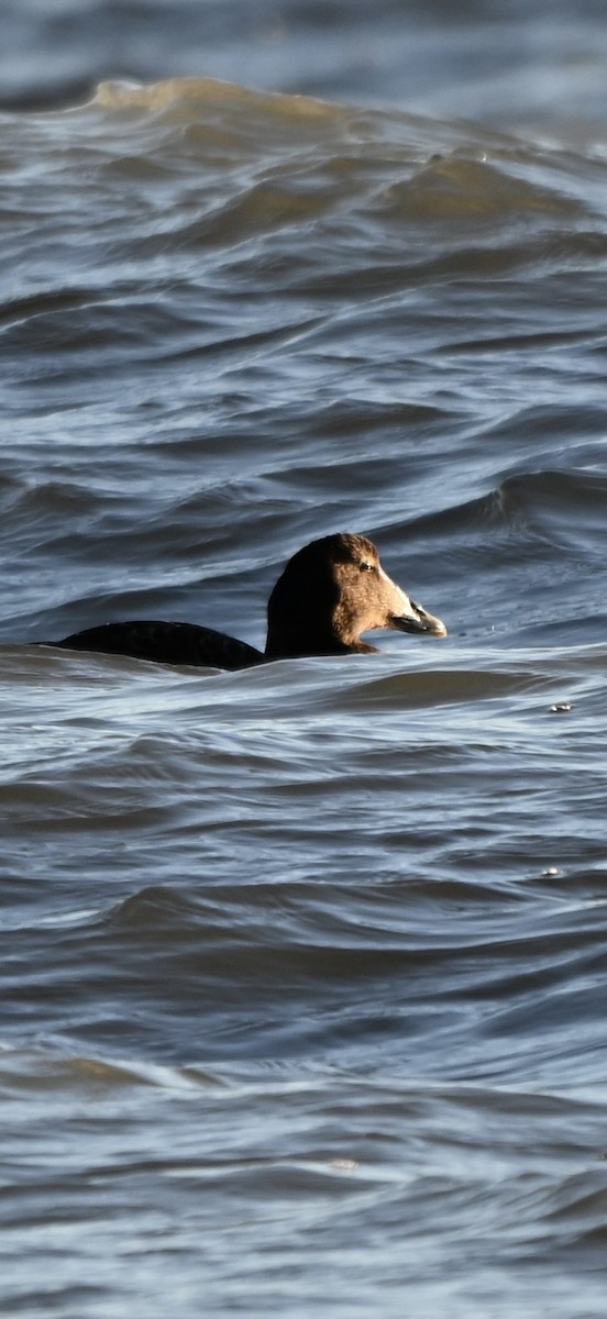 Common Eider - ML646819605