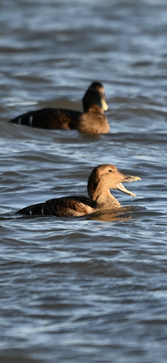 Common Eider - ML646819606